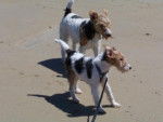 Fox-terriers à poils durs: Raglou et Vega -
