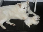 Bichon maltais & Berger blanc suisse, Plume & Uili. -