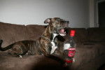 Amstaff ? staff buldog ? pit bull? -
