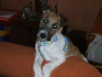 fox terrier fynger -