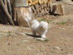 gilia bichon frisé - Bichon Frisé