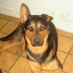 croisé bas rouge rott ( falcon ) -