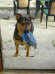 croisé bas rouge rott ( falcon ) -