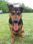 croisé bas rouge rott ( falcon ) -