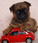 Petit Brabançon - Petit Brabançon