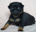 Petit Brabançon - Petit Brabançon