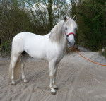 Juarez - Mâle (9 ans)