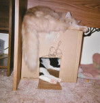 Mooch and Sargon - Mâle