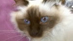 Ippy (Sacré de Birmanie) - Mâle (2 ans)