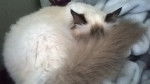 Ippy (Sacré de Birmanie) - Mâle (3 ans)