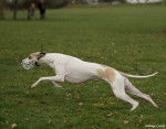 Ermine Hase du Bois Pacie - Whippet (2 ans)
