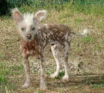 coco - Chien Chinois à Crête (7 mois)