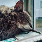 Boots - Mâle (3 ans)