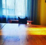 Jack - Mâle (2 ans)