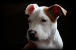 Un chiot femelle American Staffordshire Terrier de face