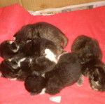 My sweet angels (RIP) -