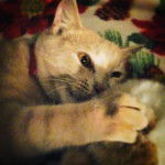 Barley - Mâle (6 mois)