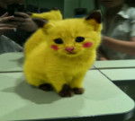 Pikatchat - Mâle (9 mois)