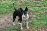 Mistic - Bull Terrier Mâle (1 an)