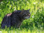 chat sauvage -