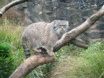 Manul -