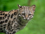 Le Margay -