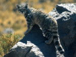 Le Chat des Andes -