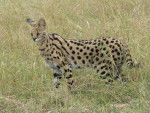 Le Serval -