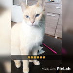 Nuage - Mâle (1 an)