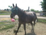 Old ponyy - (4 ans)