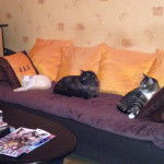 Nuage,Plumeau et Velours - Mâle