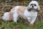 Brownies - Shih Tzu (10 ans)