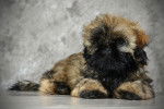 Mystique 6 - Shih Tzu (3 mois)