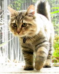 American bobtail -