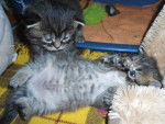 Sunny et Happy - Mâle (2 mois)