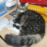 Sunny - Mâle (8 mois)