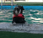 Lucky - Schnauzer Nain M&acirc;le (3 ans)