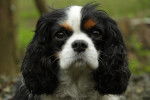 Lady - Cavalier King Charles Spaniel (7 ans)