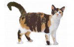 American Wirehair -
