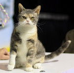 American Wirehair -