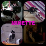 Minette - (1 an)