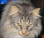 Oslo du Clos des préaux -