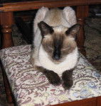 Mouley sur son trône -