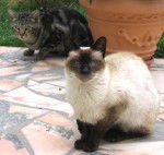 Mouley et son pote -