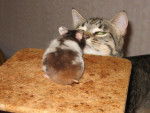 Titoune et le hamster -