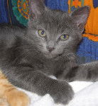 Sherman 2 mois - (2 mois)