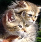 Aubade et angeline -