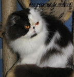 Samourai du clos de bagneux -