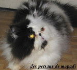 Samourai du clos de bagneux -