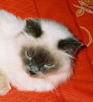 Sacr? bleu de Birmanie -